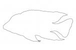 Flavescent Peacock Cichlid outline, (Aulonocara stuartgranti) outline, Perciformes, [Cichlidae], Cichlid, Lake Malawi, line drawing, shape