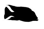 Flavescent Peacock Cichlid Silhouette, (Aulonocara stuartgranti), Perciformes, [Cichlidae], Cichlid, Lake Malawi, logo, shape, AABV04P04_11M