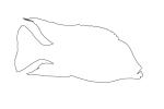 Flavescent Peacock Cichlid outline, (Aulonocara stuartgranti), Perciformes, [Cichlidae], Cichlid, Lake Malawi, line drawing, shape, AABV04P04_11O