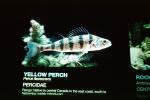 Yellow Perch, (Perca flavescens), [Percidae]