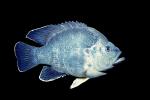 Bluegill Sunfish, (Lepomis macrochirus), Perciformes, Centrarchidae, AABV04P05_11