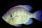 Bluegill Sunfish, (Lepomis macrochirus), Perciformes, Centrarchidae, AABV04P05_12