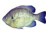 Bluegill Sunfish, (Lepomis macrochirus), Perciformes, Centrarchidae, photo-object, object, cut-out, cutout, AABV04P05_12F