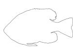 Bluegill Sunfish outline, (Lepomis macrochirus), Perciformes, Centrarchidae, line drawing, shape, AABV04P05_12O