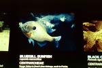 Bluegill Sunfish, (Lepomis macrochirus), Perciformes, Centrarchidae, AABV04P05_14