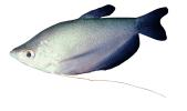 Moonlight Gourami, (Trichopodus microlepis), Perciformes, Osphronemidae, Luciocephalinae, labyrinth fish, photo-object, object, cut-out, cutout