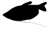 Moonlight Gourami silhuoette, (Trichopodus microlepis) Silhouette, logo, Perciformes, Osphronemidae, Luciocephalinae, labyrinth fish, shape, AABV04P06_01M