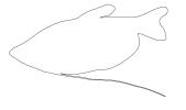 Moonlight Gourami outline, (Trichopodus microlepis) outline, Perciformes, Osphronemidae, Luciocephalinae, labyrinth fish, line drawing, shape, AABV04P06_01O