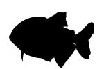 Red Bellied Piranha Silhouette, (Pygocentrus nattereri) silhouette, Charican, Characidae, Characin, Characiformes, shape, logo, AABV04P06_08M