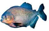 Red Bellied Piranha, (Pygocentrus nattereri), Charican, Characidae, Characin, Characiformes, photo-object, object, cut-out, cutout, AABV04P06_10F