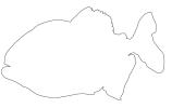 Red Bellied Piranha outline, (Pygocentrus nattereri), Charican, Characidae, Characin, Characiformes, line drawing, shape, AABV04P06_10O