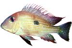Cichlid [Cichlidae], photo-object, object, cut-out, cutout