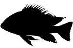 Cichlid [Cichlidae] silhouette, logo, shape, AABV04P06_13M
