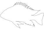 Cichlid [Cichlidae] outline, line drawing, shape, AABV04P06_13O