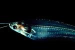 Glass Catfish, (Kryptopterus bicirrhis), Siluriformes, Siluridae, AABV04P07_11