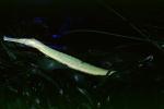 Martens' Pipefish, Doryichthys martensii, [Syngnathids], Syngnathiformes, Syngnathinae, AABV04P07_12