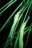 Martens' Pipefish, Doryichthys martensii, [Syngnathids], Syngnathiformes, Syngnathinae, AABV04P07_17