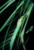 Martens' Pipefish, Doryichthys martensii, [Syngnathids], Syngnathiformes, Syngnathinae, AABV04P07_18