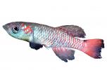 Guenther's Notho, Nothobranchius guentheri, Killifish, Cyprinodontiformes, Aplocheilidae, eastern Tanzania, East Africa, photo-object, object, cut-out, cutout
