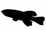 Guenther's Notho Silhouette, Nothobranchius guentheri, Killifish, Cyprinodontiformes, Aplocheilidae, eastern Tanzania, East Africa, logo, shape, AABV04P08_18M