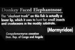 Donkey Faced Elephantnose, (Campylomormyrus cassaicus), [Mormyridae], Probiscus, AABV04P09_04