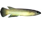 Malagasy Killifish, (Pachypanchax omalonotus), Aplochelidae, Madagascar, photo-object, object, cut-out, cutout, AABV04P09_07F