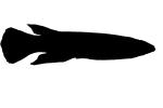 Malagasy Killifish Silhouette, (Pachypanchax omalonotus), Aplochelidae, Madagascar, logo, shape, AABV04P09_07M