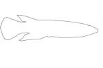 Malagasy Killifish outline, (Pachypanchax omalonotus), Aplochelidae, Madagascar, line drawing, shape, AABV04P09_07O