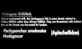 Malagasy Killifish, (Pachypanchax omalonotus), Aplochelidae, Madagascar, AABV04P09_09