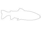 Trout outline, line drawing, shape