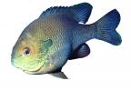 Longear Sunfish, (Lepomis megalotis), [Centrarchidae], Perciformes, photo-object, object, cut-out, cutout, AABV04P09_15F