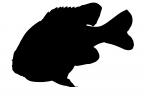 Longear Sunfish Silhouette, (Lepomis megalotis), [Centrarchidae], Perciformes, logo, shape