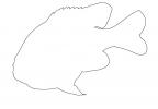 Longear Sunfish outline, (Lepomis megalotis), [Centrarchidae], Perciformes, line drawing, shape, AABV04P09_15O