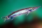 Pike Characin, Freshwater Barracuda, (Ctenolucius hujeta), Characiformes, Erythrinoidea, Ctenoluciidae, AABV04P10_02