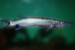Pike Characin, Freshwater Barracuda, (Ctenolucius hujeta), Characiformes, Erythrinoidea, Ctenoluciidae, AABV04P10_03