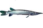 Pike Characin, Freshwater Barracuda, (Ctenolucius hujeta), Characiformes, Erythrinoidea, Ctenoluciidae, photo-object, object, cut-out, cutout