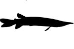 Pike Characin, Freshwater Barracuda Silhouette, (Ctenolucius hujeta), Characiformes, Erythrinoidea, Ctenoluciidae, logo, shape, AABV04P10_03M