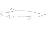 Pike Characin, Freshwater Barracuda outline, (Ctenolucius hujeta), Characiformes, Erythrinoidea, Ctenoluciidae, line drawing, shape, AABV04P10_03O