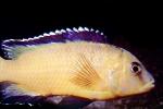 Albino Yellow Lab Cichlid, [Cichlidae], AABV04P10_07
