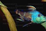 Eye-Biter, (Dimidiochromis compressiceps), [Cichlidae], Cichlid, Eyebiter, Perciformes, Lake Malawi, Africa, African, AABV04P10_08.4094