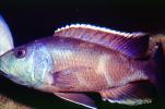 Eye-Biter, (Dimidiochromis compressiceps), [Cichlidae], Cichlid, Eyebiter, Perciformes, Lake Malawi, Africa, African, AABV04P10_09