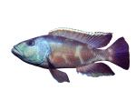 Eye-Biter, (Dimidiochromis compressiceps), [Cichlidae], Cichlid, Eyebiter, Perciformes, Lake Malawi, Africa, African, AABV04P10_11F