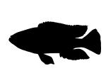 Eye-Biter Silhouette, (Dimidiochromis compressiceps), [Cichlidae], Cichlid, Eyebiter, Perciformes, Lake Malawi, logo, shape, AABV04P10_11M