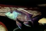Eye-Biter, (Dimidiochromis compressiceps), [Cichlidae], Cichlid, Eyebiter, Perciformes, Lake Malawi, Africa, African, AABV04P10_12