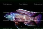 Eye-Biter, (Dimidiochromis compressiceps), [Cichlidae], Cichlid, Eyebiter, Perciformes, Lake Malawi, Africa, African, AABV04P10_15.4094