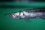 Pike Characin, Freshwater Barracuda, (Ctenolucius hujeta), Characiformes, Erythrinoidea, Ctenoluciidae, AABV04P10_18