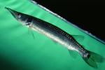 Pike Characin, Freshwater Barracuda, (Ctenolucius hujeta), Characiformes, Erythrinoidea, Ctenoluciidae, AABV04P10_19