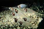 Glass Catfish, (Kryptopterus bicirrhis), Siluriformes, Siluridae, AABV04P11_10