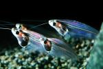 Glass Catfish, (Kryptopterus bicirrhis), Siluriformes, Siluridae, AABV04P11_11