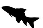 Variegated Labeo silhouette, (Labeo cyclorhynchus), Cyprinid, Animalia, Chordata, Actinopterygii, Cypriniformes, Cyprinidae, shape, logo, AABV04P11_14M